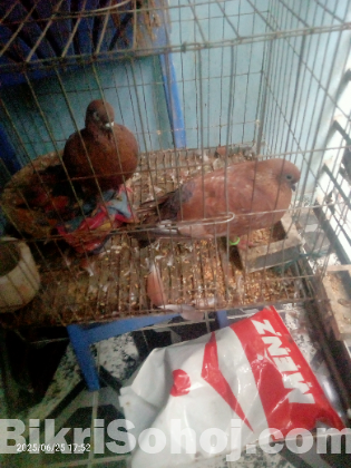 Chila pigeon